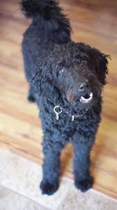 9 Beautiful Dog Snapshots Curly Haired Black Dog On Wooden Floor Pet Animal Canine In 2020 Poodle Beautiful Dogs Black Standard Poodle