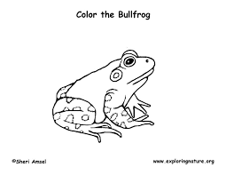 See the presented collection for bullfrog coloring. Bullfrog Coloring Page