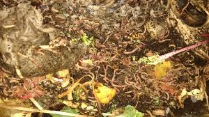 Red wiggler composting worms with worm chow. Red Wigglers Denver Gardeners