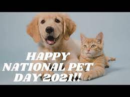 These two sweet pups belong to one of the attorneys here at justice legal team. Happy National Pet Day 2021 What Is National Pet Day Youtube