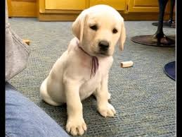 Breed for intelligence blacks ,yellows & chocolates great trainability sire hunting field champions dam chocolate blocky apperance … 7 1 2 Week Old White English Labrador Female Gracie Sold Youtube