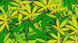 Read online books for free new release and bestseller Free Printable Marijuana Woodburning Patterns Wood Burning Kit 82 Pcs Full Set Soldering Pyrography Woodburning Pen Embossing Carving Soldering Tips 12 Stencils And 26 Wood Slices Tags Hearts Carbon Papers Plier
