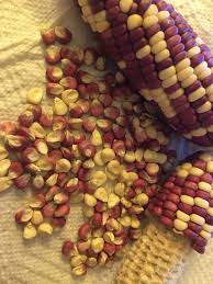 Image result for Zea mays