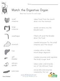 Activities for kids to do at home. Digestive System Matching Worksheet All Kids Network