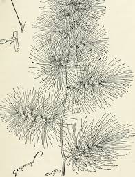 Image result for Asparagus laricinus