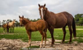 Pedigree for high brow cat, photos and offspring from the all breed horse pedigree database. High Brow Cat Icsi Process Places More Than 100 Mares In Foal To High Brow Cat