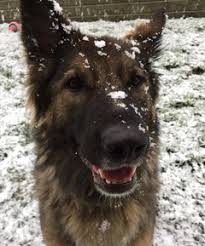 The coated german shepherd, exactly what is a coated german shepherd you may ask? Long Coat Female German Shepherd For Adoption Surrey Bc Adopt 3 Yo Piper Today