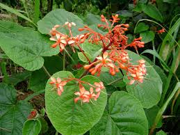 Image result for Clerodendrum lutambense