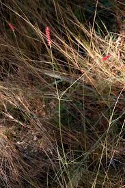 Image result for Centemopsis