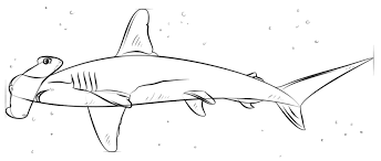 Kenalan sama baby shark hiu lucu yang lagi ngehits mang gadget via manggadget.com. Cara Melukis Hiu Hammerhead Tutorial Melukis Langkah Demi Langkah Mewarnai Anak Anak Cetak