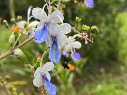 Image result for Rotheca aurantiaca