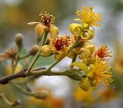 Image result for Grewia afra