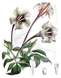Image result for Rothmannia longiflora