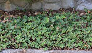 Image result for Rubus adolfi-friederici