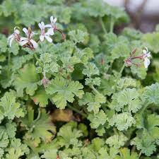 Image result for Pelargonium apetalum