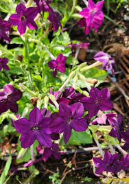 Image result for Nicotiana x sanderae `Perfume`F1