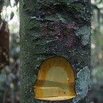 Image result for Annickia