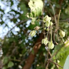 Image result for Pergularia