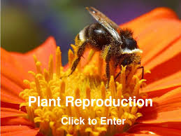As much as bees help plants to reproduce, plants in. Ppt Plant Reproduction Powerpoint Presentation Free Download Id 158374