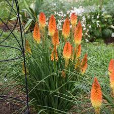 Over time the plant may grow a bit leggy. Photo Essay Deer And Rabbit Resistant Perennials Perennial Resource