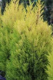 Image result for Cupressus macrocarpa
