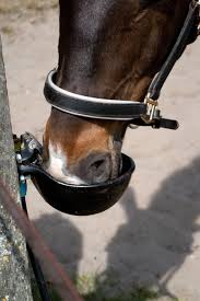 Pferde spielen auf einer koppel. Pferde Und Hitze Tipps Fur Heisse Tage