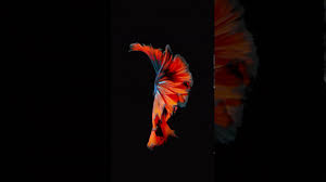 We've got the finest collection of iphone wallpapers on the web, and you can use any/all of them however you wish for. Betta Fish Wallpaper Iphone 6s Youtube