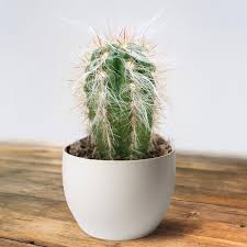 Christmas cacti bloom just in time for the holidays (hence their name), and they're pretty stunning too. Buy Oreocereus Best Value For Money Gardens4you