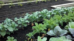 Maybe you would like to learn more about one of these? How To Grow Broccoli Plants Planting And Care