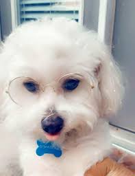 PHOTOS: Pets of the Day for March 2021