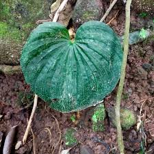 Image result for Nervilia