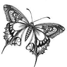 I was thinking it was a swallowtail but can't find any that have the pink. Image Result For Butterfly Drawing Black And White Butterfly Drawing Images Butterfly Sketch Butterfly Drawing