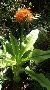 Image result for Scadoxus