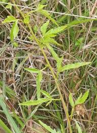 Image result for Sida chrysantha