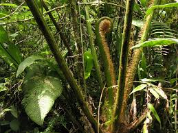Image result for Cyathea mildbraedii
