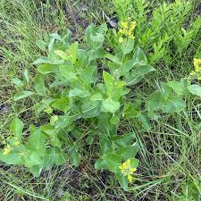 Image result for Indigofera simplicifolia