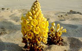 Image result for Cistanche