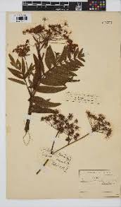 Image result for Sium repandum