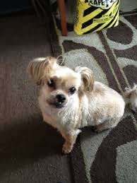 Check spelling or type a new query. K9 Design Dog Grooming Pet Groomers 3033 Effie Joye Rd Campbell River Bc Phone Number