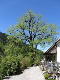 Küchen ideen holz küche holz modern küche eiche offene küche wohnzimmer ulme haus und heim wohnung küche haus. Datei Berg Ulme Marul Jpg Wikipedia