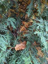 Image result for thuja drying out dead dried symptoms)