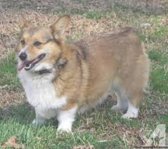 Our corgi puppies for sale are raised with extra care and specialized training. Pin On Corgi