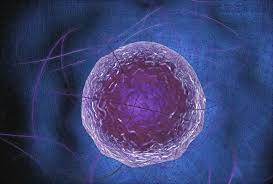Check spelling or type a new query. Nucleolus Kailyn S Animal Cell
