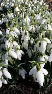 Imagini cu ghiocei si martisor : 23 Martisor Ideas FelicitÄƒri PrimÄƒvarÄƒ Flori