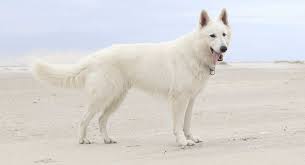 Roxy has been missing since september. White German Shepherd Dog A Complete Guide To A Snowy White Pup