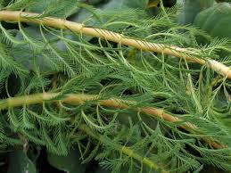 Image result for Haloragaceae