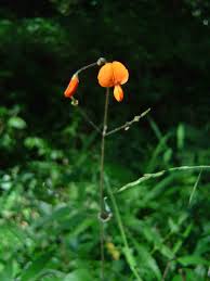 Image result for Hylodesmum repandum