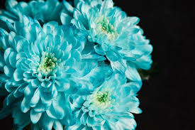 Information and translations of chiny in the most comprehensive dictionary definitions resource on the web. Chiny Blumen Heute Ist Die Monochrome Garten Eine Modische Entwurfslosung Blau Ist Die Seltenste Farbe In Der Welt Stockfoto Bild Von Taktstocke Zweig 171885860