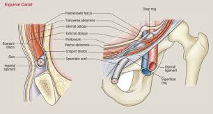 Image result for Groin Disruption