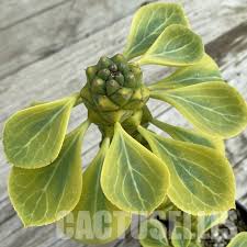 Image result for Monadenium rugosum